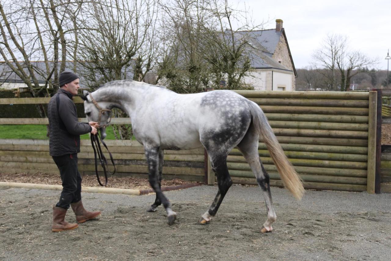 Decouverte D'Un Haras Proche Du Mont St Michel Hambye Kültér fotó