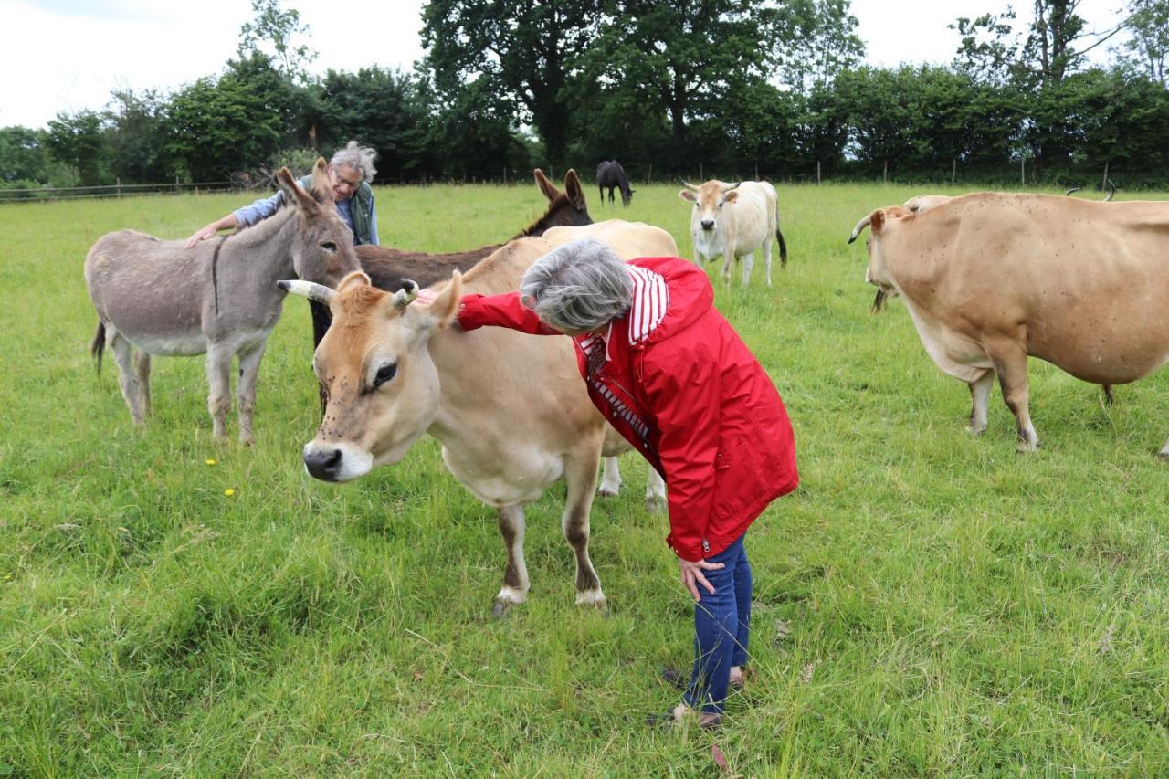 Decouverte D'Un Haras Proche Du Mont St Michel Hambye Kültér fotó
