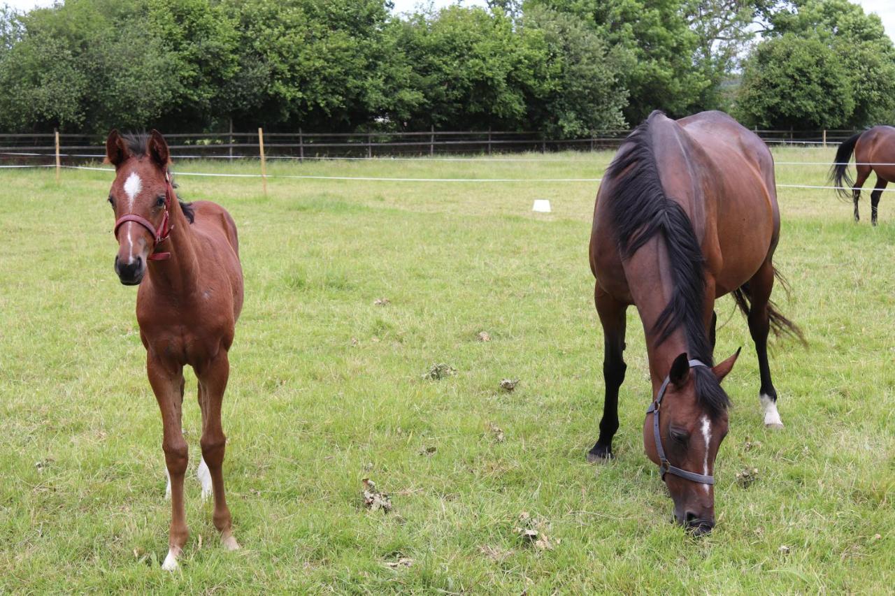 Decouverte D'Un Haras Proche Du Mont St Michel Hambye Kültér fotó