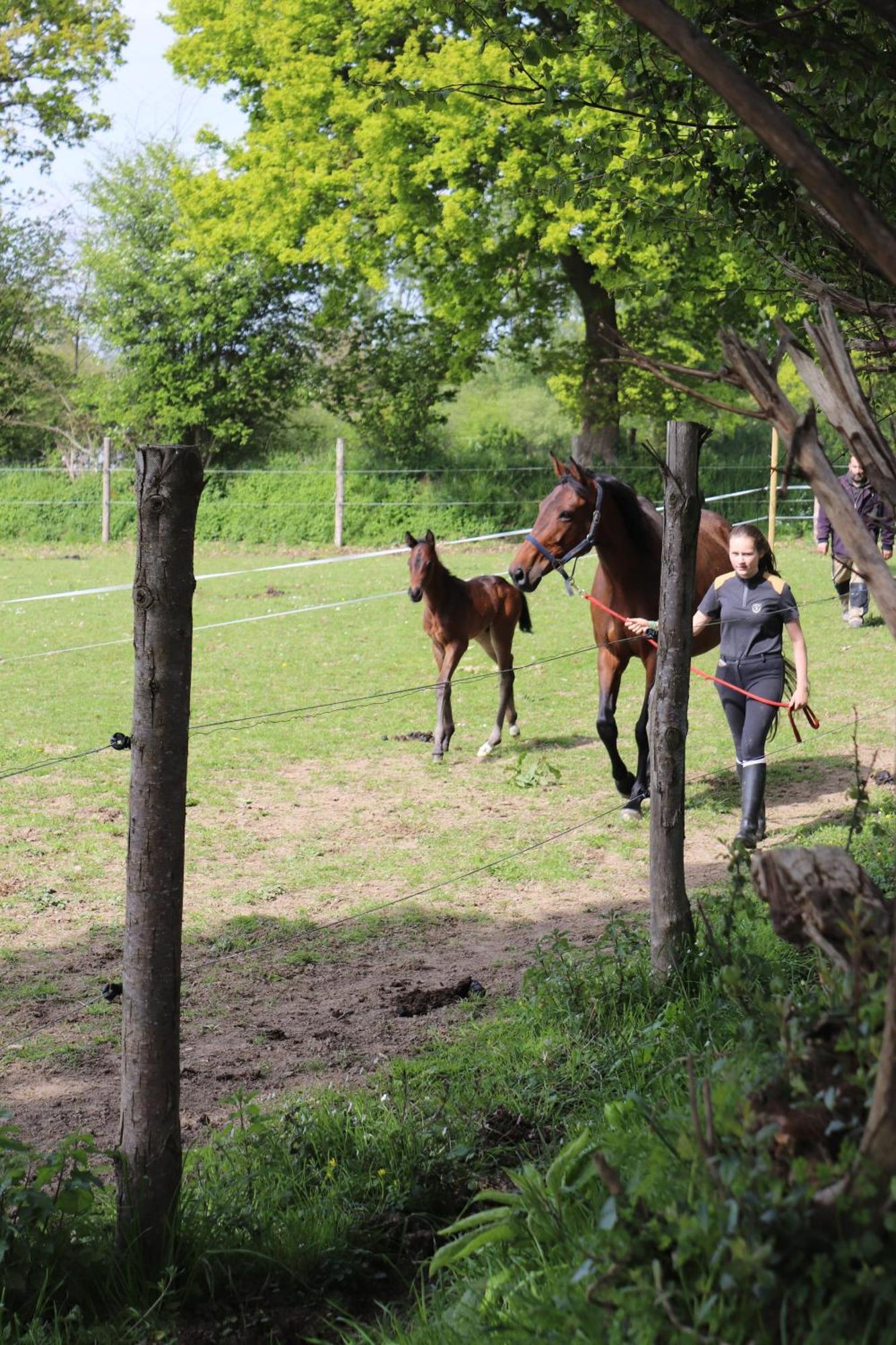 Decouverte D'Un Haras Proche Du Mont St Michel Hambye Kültér fotó