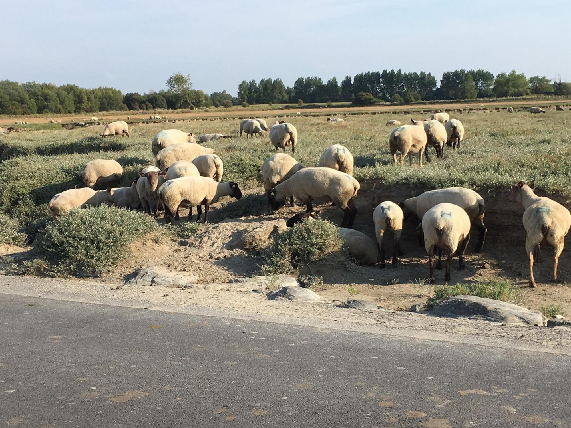 Decouverte D'Un Haras Proche Du Mont St Michel Hambye Kültér fotó