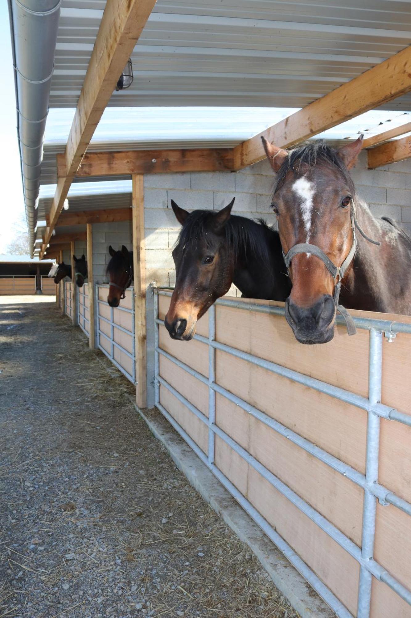 Decouverte D'Un Haras Proche Du Mont St Michel Hambye Kültér fotó