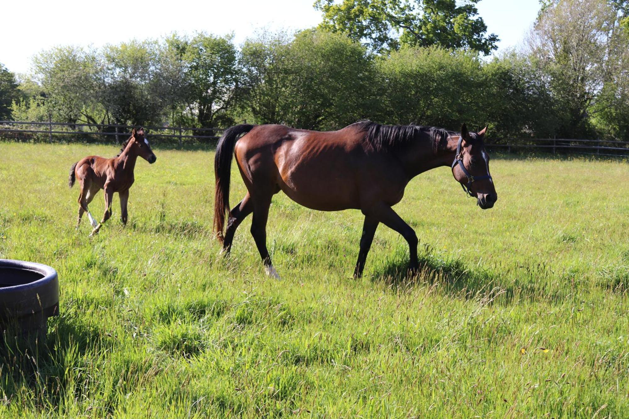 Decouverte D'Un Haras Proche Du Mont St Michel Hambye Kültér fotó
