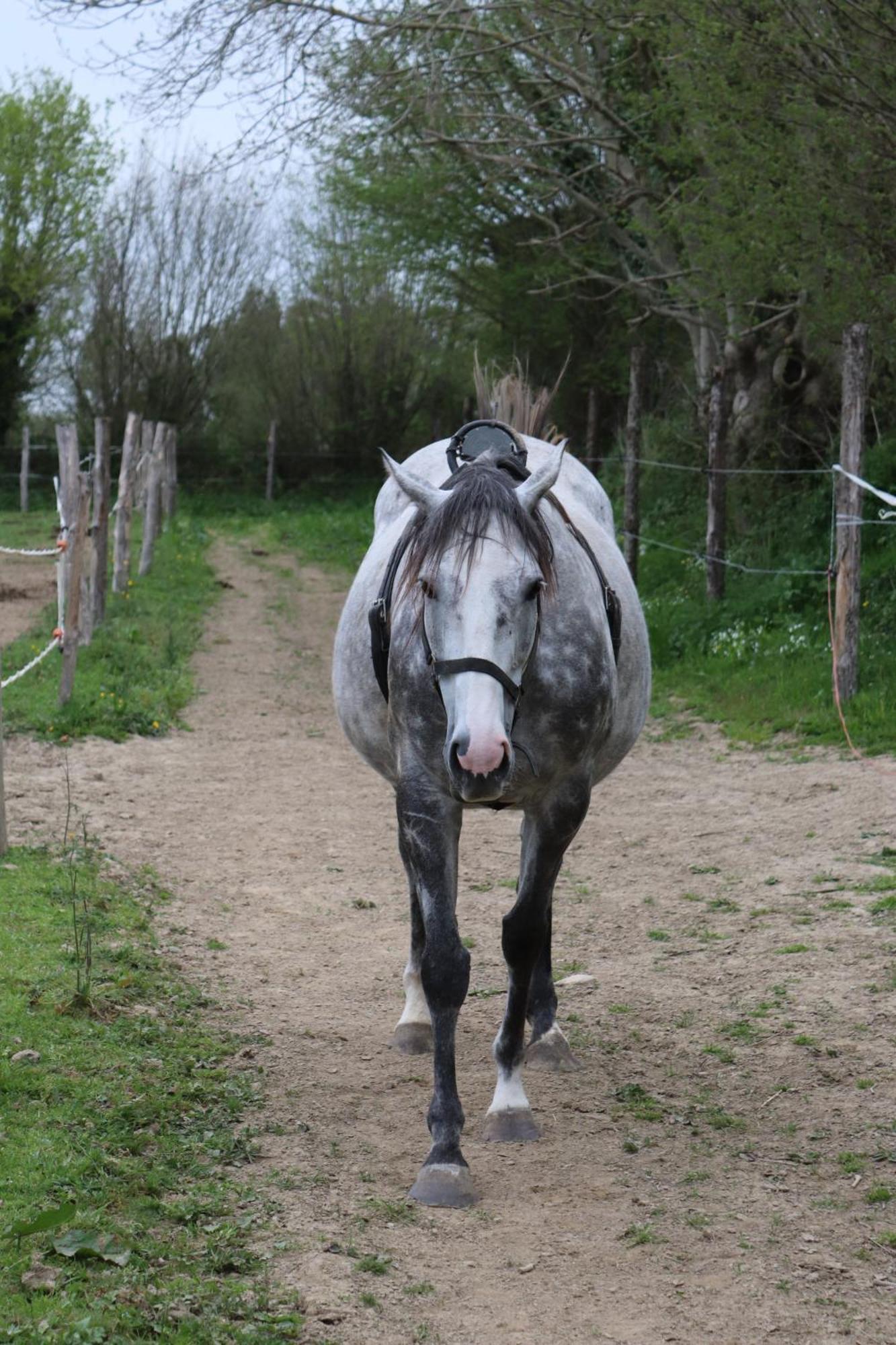 Decouverte D'Un Haras Proche Du Mont St Michel Hambye Kültér fotó