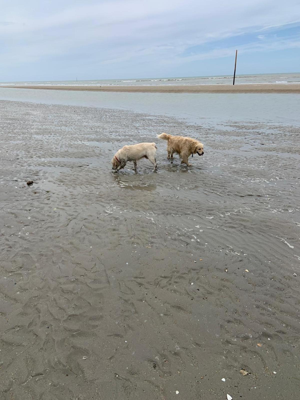 Decouverte D'Un Haras Proche Du Mont St Michel Hambye Kültér fotó